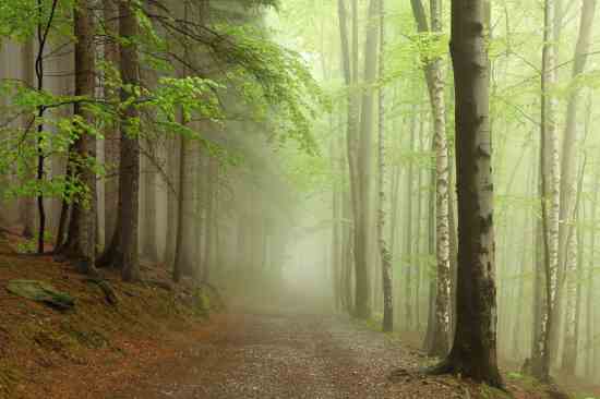 Life of an Oak Tree